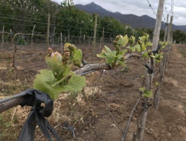 Nuestros vinos en riesgo por el cambio climático: Expertos presentarán formas de enfrentar este problema