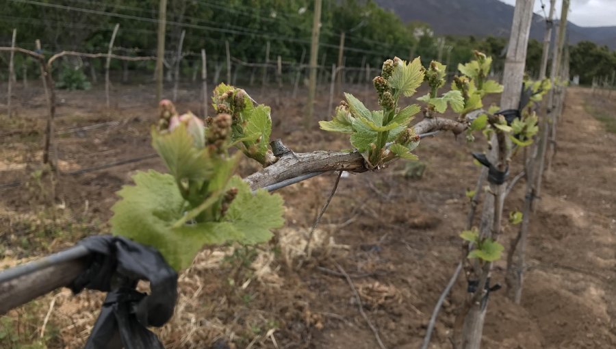 Nuestros vinos en riesgo por el cambio climático: Expertos presentarán formas de enfrentar este problema