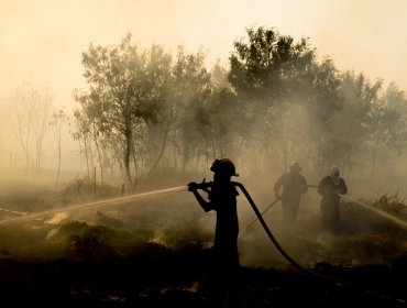 Dos focos de incendio forestal consumieron cerca de 150 metros cuadrados de vegetación en sector El Belloto de Quilpué