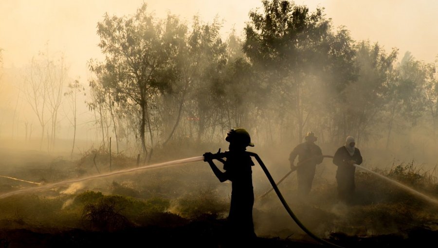 Dos focos de incendio forestal consumieron cerca de 150 metros cuadrados de vegetación en sector El Belloto de Quilpué