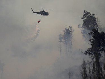 Extinguen el incendio forestal en Panquehue y cancelan la Alerta Amarilla: siniestro consumió 7.1 hectáreas