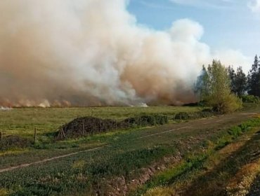 Incendio forestal en Panquehue ha consumido 7,1 hectáreas: se mantiene la Alerta Amarilla para la comuna