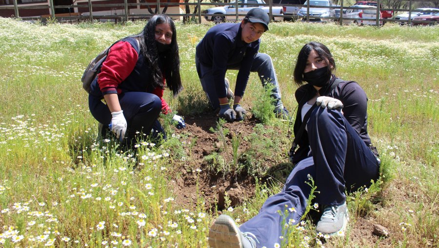 Conaf inicia nuevo proceso para restaurar el palmar del Parque Nacional La Campana en Hijuelas