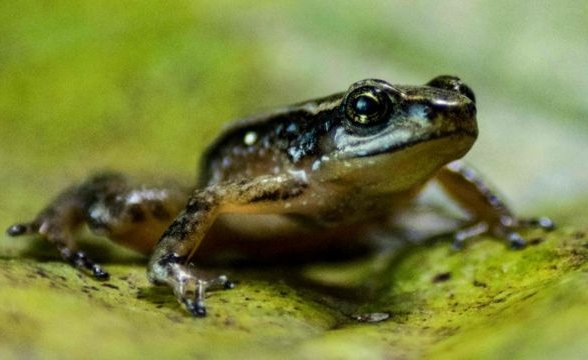 Los datos que muestran la alarmante reducción de animales en el mundo: América Latina es la región más afectada