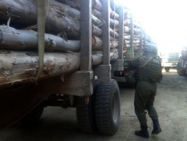 Caen delincuentes tras robo de madera en Malleco: Dos camiones con grúa auto cargante es parte de lo retenido