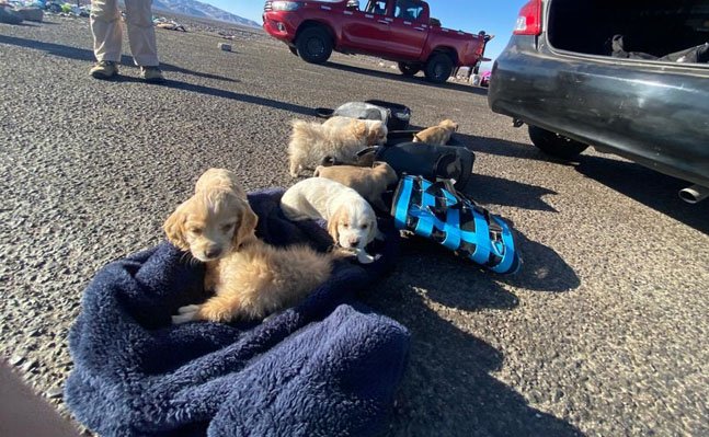 Detienen a ciudadano boliviano que transportaba 10 cachorros en dos bolsos en Tarapacá: Uno estaba fallecido