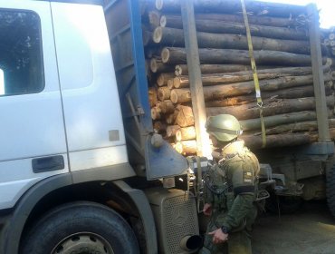 Desbaratan banda dedicada al robo de madera en La Araucanía y Biobío: 12 detenidos e incautan 6 camiones y 3 camionetas