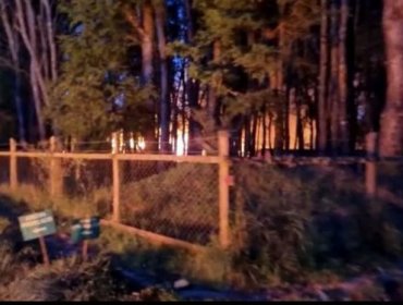 Nuevo ataque incendiario de gran magnitud en la Región de Los Ríos: Quemaron campamento completo de Forestal Arauco