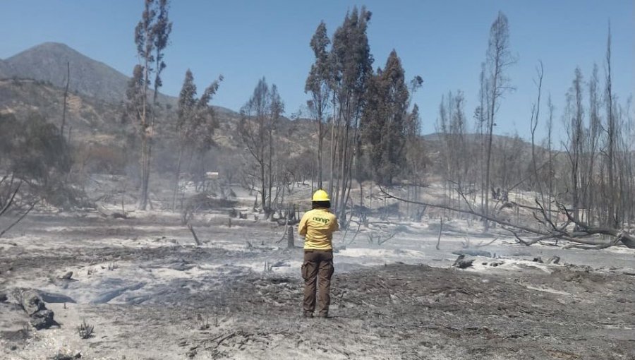 Cancelan la Alerta Roja en Hijuelas tras controlar el incendio forestal en el sector Hualcapo: 36 hectáreas fueron consumidas