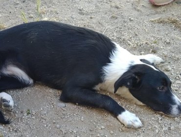 Grave caso de maltrato animal en Valparaíso: Perrita fue lanzada desde un quinto piso en Rodelillo