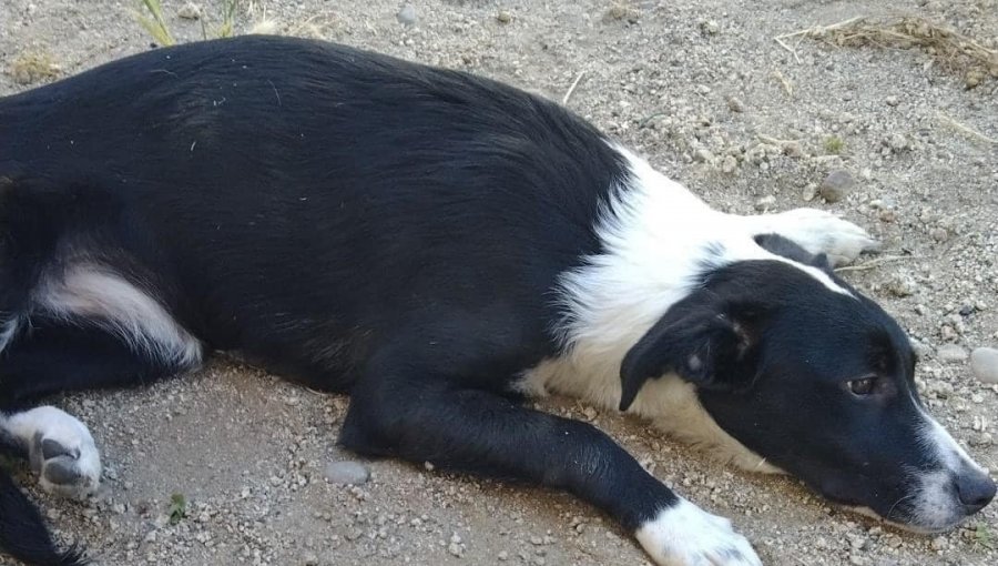 Grave caso de maltrato animal en Valparaíso: Perrita fue lanzada desde un quinto piso en Rodelillo