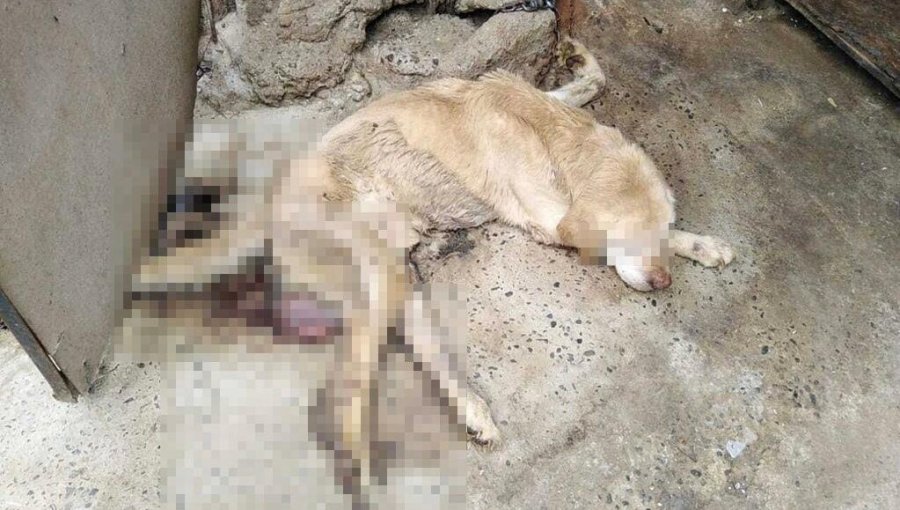 Brutales casos de maltrato a perros deriva en sendas querellas en Villa Alemana: dos animales fueron encontrados muertos