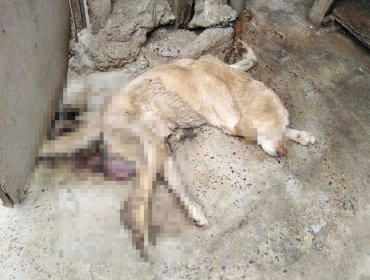 Brutales casos de maltrato a perros deriva en sendas querellas en Villa Alemana: dos animales fueron encontrados muertos
