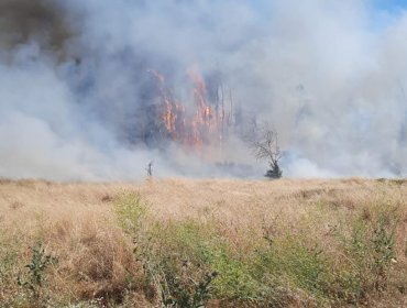 Extinguen el incendio forestal en Limache y cancelan la Alerta Amarilla para la comuna: 6,5 hectáreas fueron consumidas