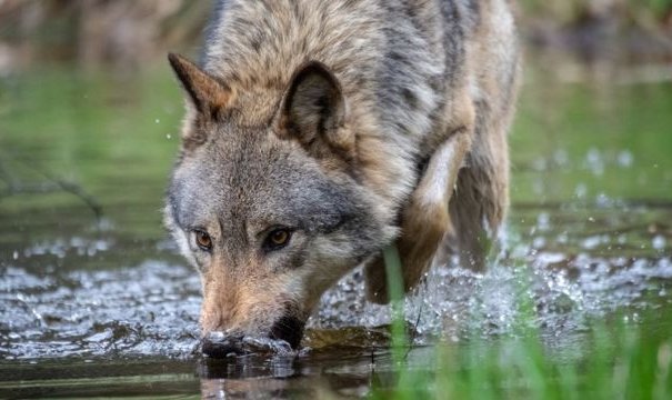 El particular método que usarán en los Países Bajos para que los lobos sean "menos mansos"