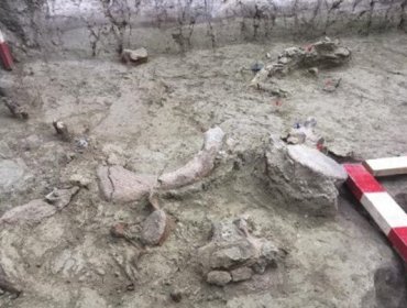 Hallan restos de elefantes de más de 12 mil de antigüedad en la región de O'Higgins