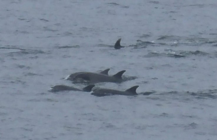Registran nuevo avistamiento de una manada de delfines en la bahía de Quintero