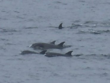 Registran nuevo avistamiento de una manada de delfines en la bahía de Quintero