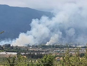 Incendio forestal consumió más de 3 hectáreas en Olmué: Cuesta La Dormida fue cerrada temporalmente