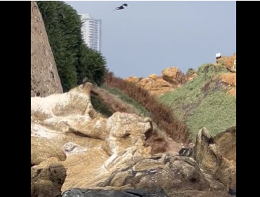 ¿Contaminación o rotura de matriz?: Cauce de agua turbia cae a Playa Amarilla en Concón