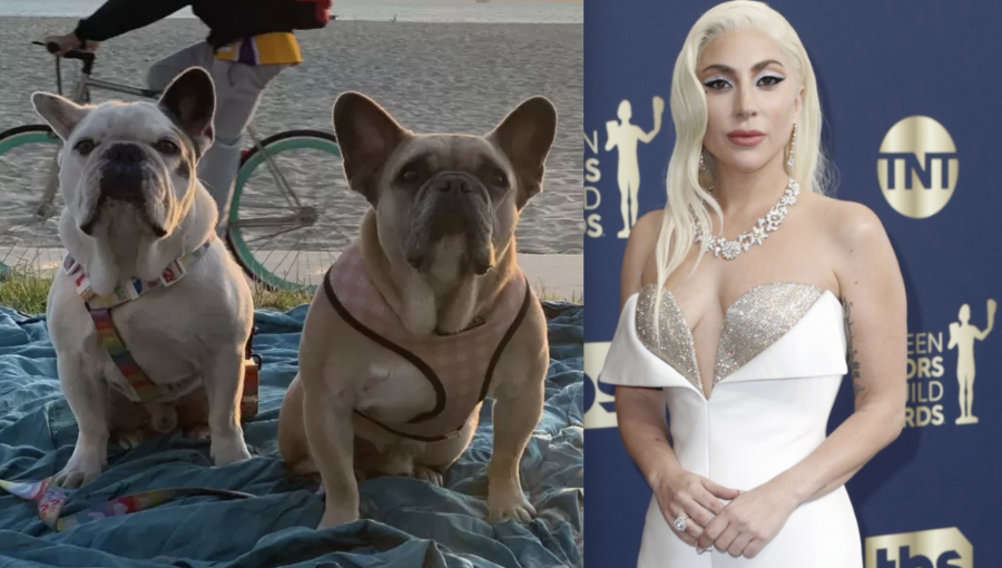 Hombre que robó perros de Lady Gaga es condenado a 21 años de prisión