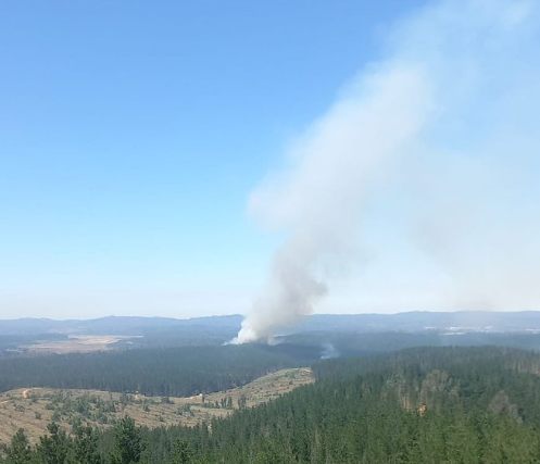 Alerta Roja en Valparaíso: Dos incendios forestales se encuentran activos con fuerte viento en la zona