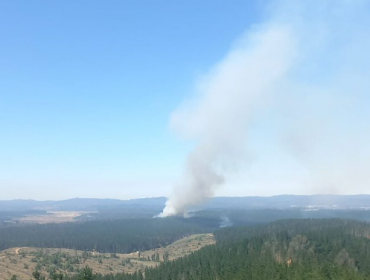 Alerta Roja en Valparaíso: Dos incendios forestales se encuentran activos con fuerte viento en la zona