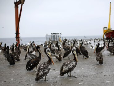 Se detecta en Chile el primer caso de gripe aviar: Es del norte del país y se trata de un "pelícano"