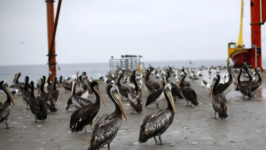 Se detecta en Chile el primer caso de gripe aviar: Es del norte del país y se trata de un "pelícano"