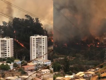 Incendio en Jardín Botánico en Viña del Mar se encuentra descontrolado y con peligro de consumir viviendas y sede de Universidad