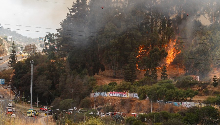 Se mantiene Alerta Roja por incendio en Jardín Botánico en Viña del Mar: Alcaldesa Ripamonti dice que siniestro "comenzó con dos focos"