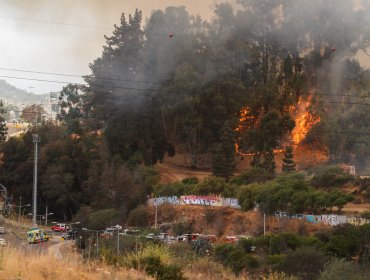 Se mantiene Alerta Roja por incendio en Jardín Botánico en Viña del Mar: Alcaldesa Ripamonti dice que siniestro "comenzó con dos focos"