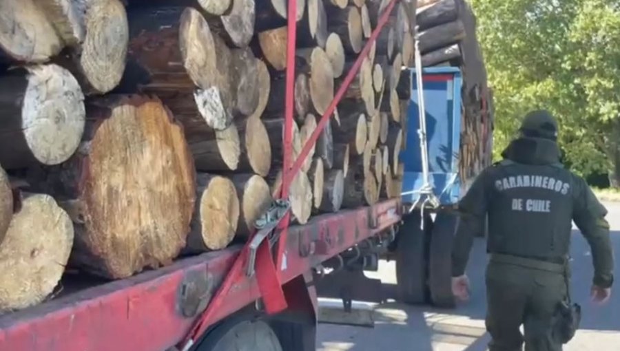 Detienen a cuatro personas por robar madera en predio de Perquenco: quedaron con arraigo nacional