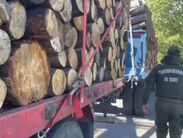 Detienen a cuatro personas por robar madera en predio de Perquenco: quedaron con arraigo nacional