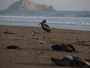 Declaran Alerta Temprana Preventiva para Arica y Parinacota por evento zoosanitario tras detección de virus de influenza aviar