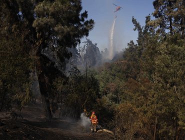 Alerta Roja en Viña del Mar. incendio forestal en el Jardín Botánico ha consumido 110 hectáreas y se mantiene en combate