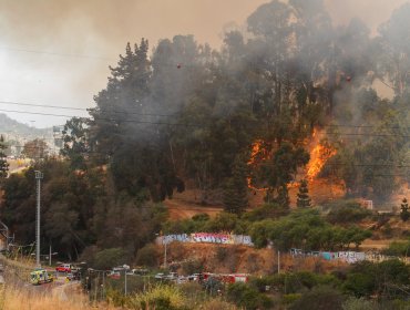 Fiscalía abre investigación ante presunta intencionalidad de incendios forestales en Viña del Mar y Quintero/Quillota