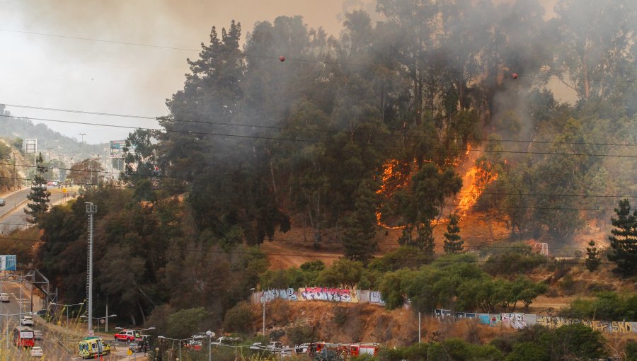 Fiscalía abre investigación ante presunta intencionalidad de incendios forestales en Viña del Mar y Quintero/Quillota