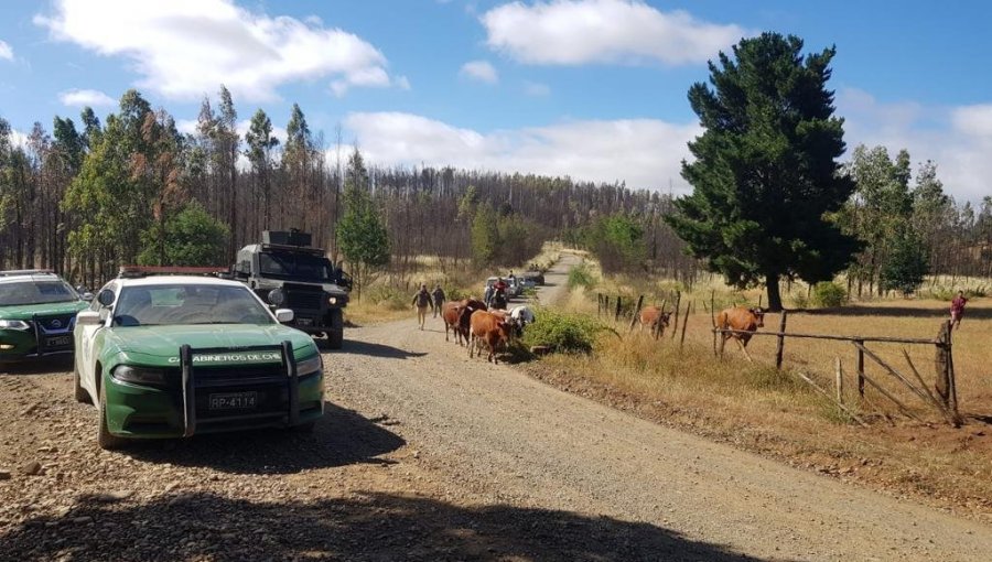 Carabineros fueron atacados con armas de fuego durante operativo para recuperar 12 vacunos robados en Angol