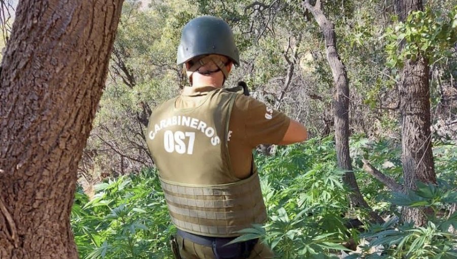 Más de 4 mil plantas de cannabis fueron incautadas en la quebrada Manantial en el sector El Sobrante de Petorca