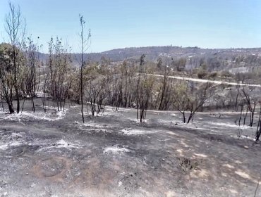 Comprometen $200 millones para restaurar el Jardín Botánico de Viña del Mar tras incendio que arrasó con 113 hectáreas