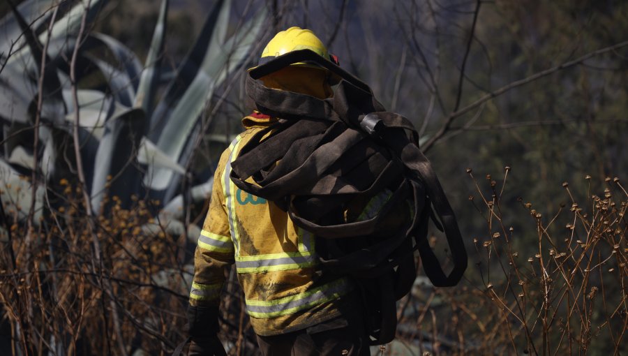 Incendio forestal en Jardín Botánico fue controlado y declaran Alerta Amarilla en Viña del Mar: consumió 113,9 hectáreas