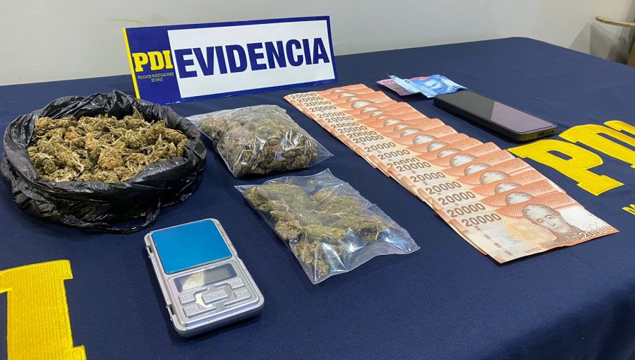 Detienen a matrimonio por venta de droga en La Ligua: incautan 20 plantas de cannabis sativa y $ 395 mil en efectivo