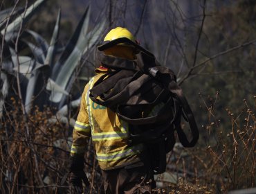 Incendio forestal en Jardín Botánico fue controlado y declaran Alerta Amarilla en Viña del Mar: consumió 113,9 hectáreas