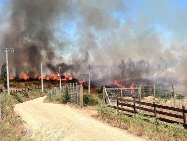 Declaran Alerta Roja para Santo Domingo por incendio forestal cercano a sectores poblados: 25 hectáreas han sido consumidas