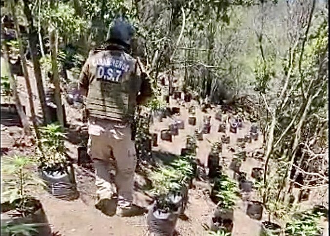 Detectan cultivo ilegal de cannabis sativa en sector rural de Quilpué: personal del OS-7 incautó cerca de 1.000 plantas