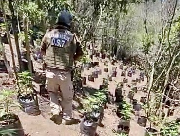 Detectan cultivo ilegal de cannabis sativa en sector rural de Quilpué: personal del OS-7 incautó cerca de 1.000 plantas