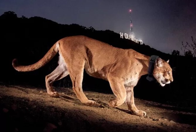 El triste final de P-22: El famoso puma que se paseó durante años por las colinas de Hollywood