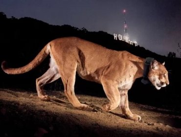 El triste final de P-22: El famoso puma que se paseó durante años por las colinas de Hollywood