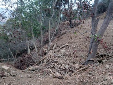 Corte de Apelaciones confirma millonaria multa por corta ilegal de bosque nativo en Quillota